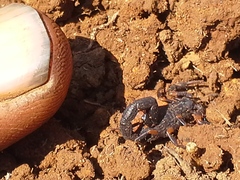 Uroplectes triangulifer marshalli