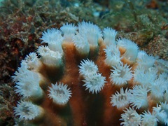 Duncanopsammia peltata
