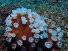 Duncanopsammia peltata