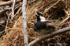 Passer hispaniolensis