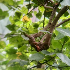 Reinwardtipicus validus