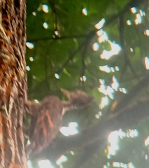 Reinwardtipicus validus