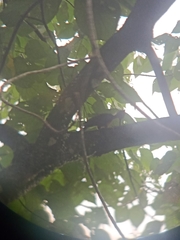 Reinwardtipicus validus