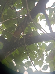 Reinwardtipicus validus