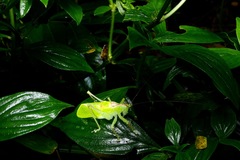 Hexacentrus alluaudi