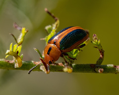 Calomela curtisi