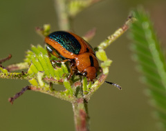Calomela curtisi