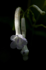 Streptocarpus solenanthus image