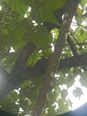 Reinwardtipicus validus