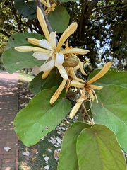 Pterospermum acerifolium
