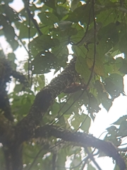 Reinwardtipicus validus