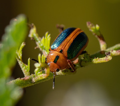 Calomela curtisi