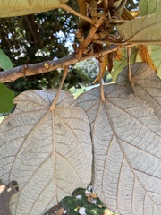 Pterospermum acerifolium