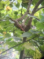 Reinwardtipicus validus