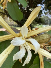 Pterospermum acerifolium
