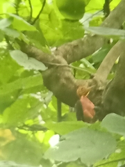 Reinwardtipicus validus