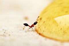 Monomorium floricola