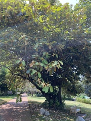 Pterospermum acerifolium