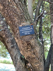 Pterospermum acerifolium