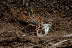 Uroplectes triangulifer