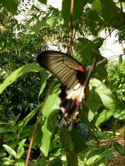 Papilionidae