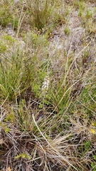Stylidium diversifolium