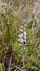 Stylidium diversifolium