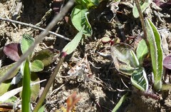 Diasemia grammalis