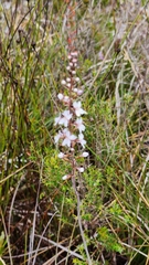Stylidium diversifolium
