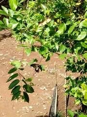 Papilionidae