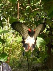 Papilionidae