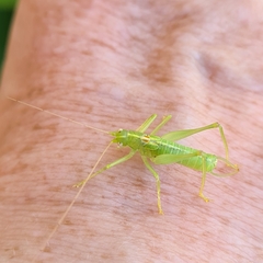 Meconema meridionale