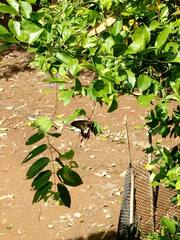 Papilionidae