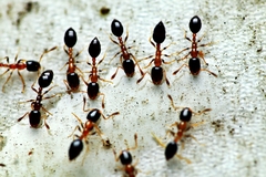 Monomorium floricola