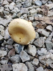 Lactarius yazooensis