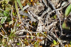 Diasemia grammalis