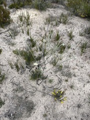 Pimelea octophylla