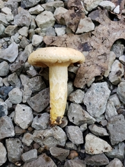 Lactarius yazooensis