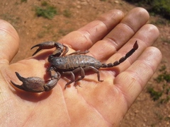 Hormuridae