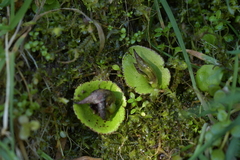Corybas orbiculatus