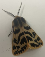 Ardices curvata