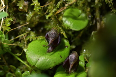 Corybas orbiculatus