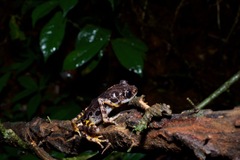 Ivory Coast Running Frog photo 5