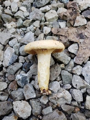 Lactarius yazooensis