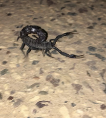 Androctonus bourdoni