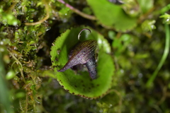 Corybas orbiculatus