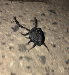 Androctonus bourdoni