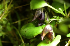 Corybas orbiculatus