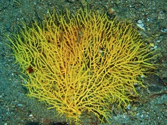 Melithaea