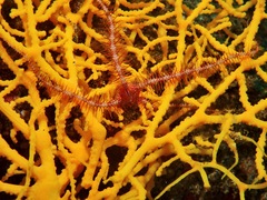 Melithaea